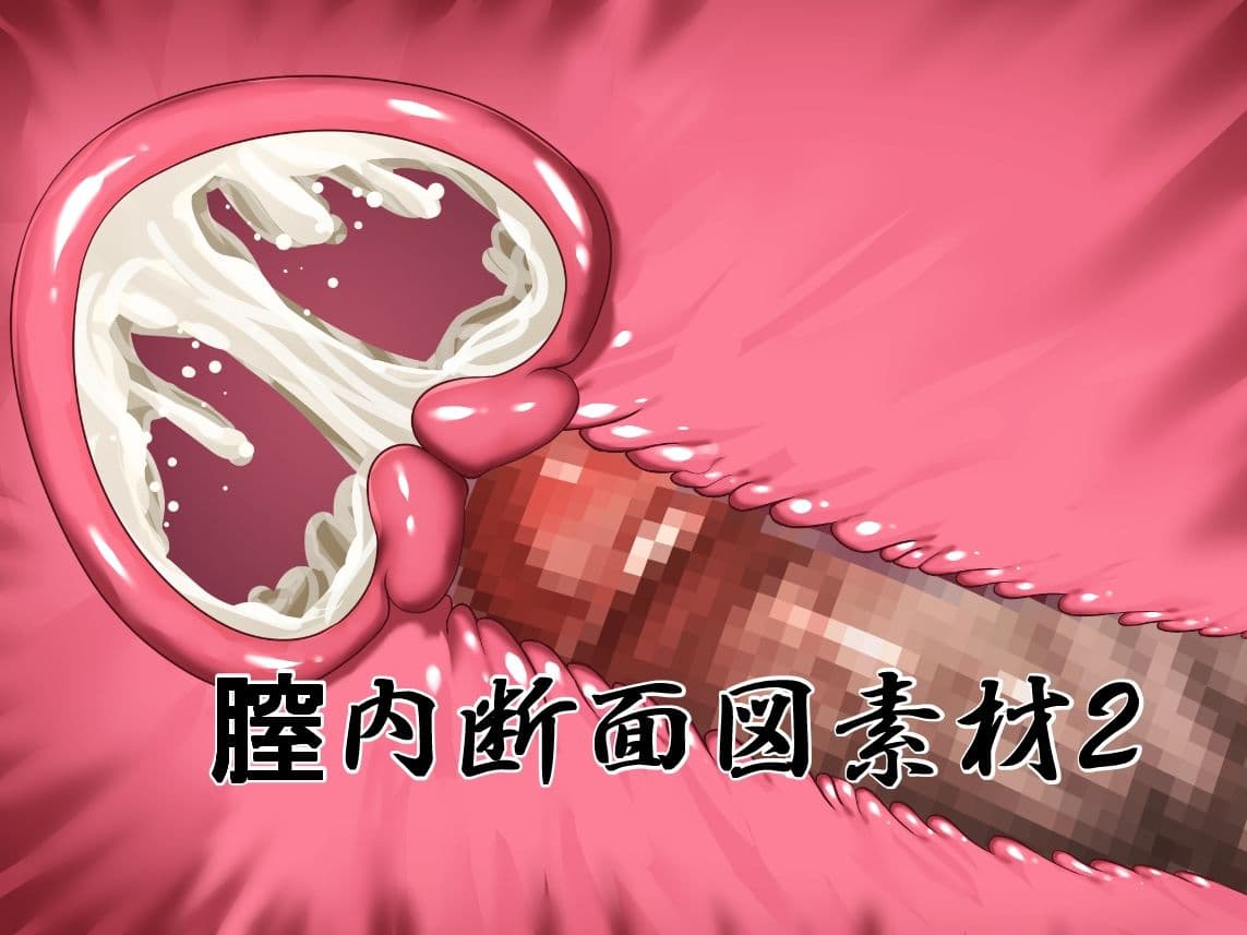 膣内断面図素材2 サンプル1