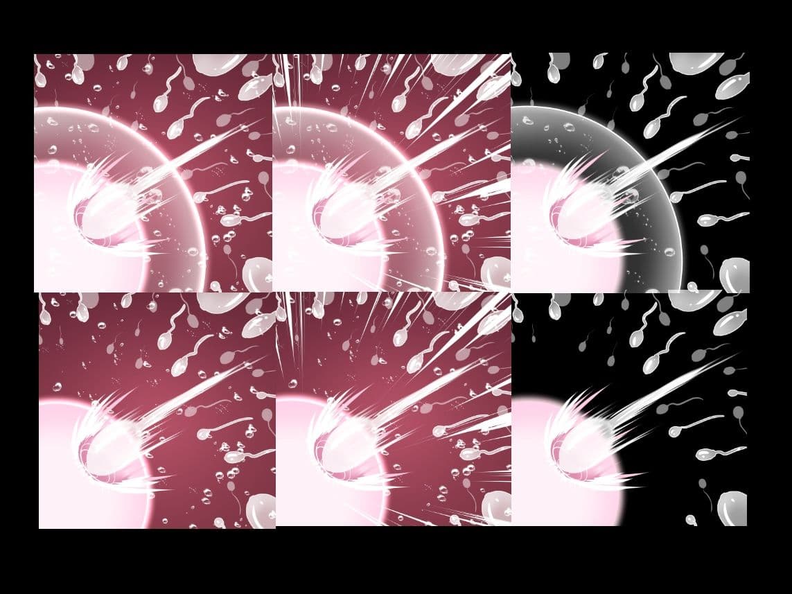 受精卵素材7 サンプル3