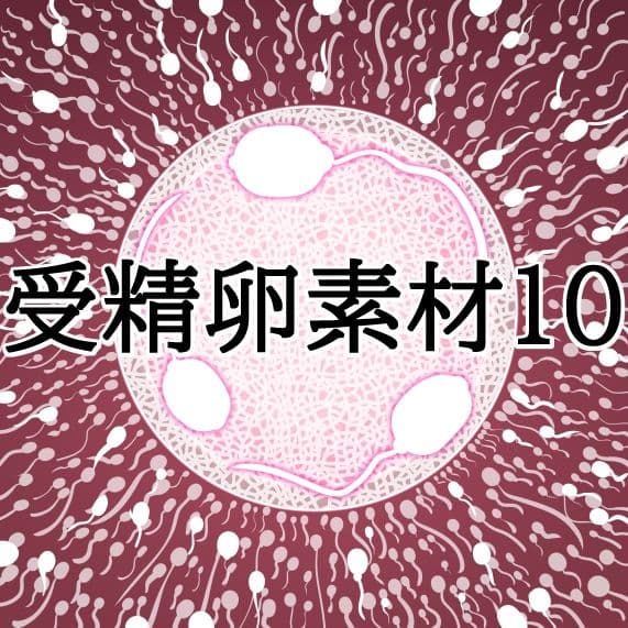 受精卵素材10 サンプル1